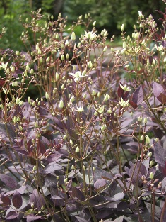 Clematis recta 'Purpurea'