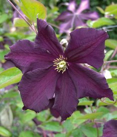 Clematis 'Romantika'