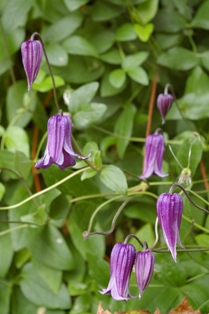 Clematis 'Rooguchi'