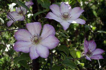 Clematis 'Rooran'