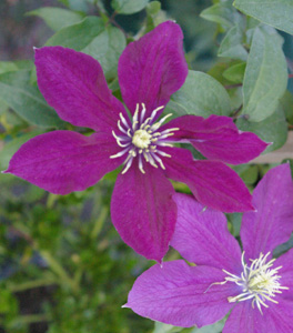 Clematis ROSEMOOR