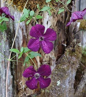 Clematis 'Royal Velours'