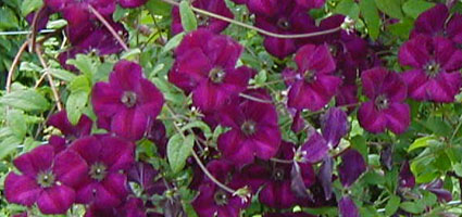 Clematis 'Royal Velours'