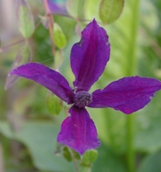 Clematis 'Ryuan'