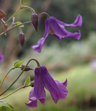 Clematis SAVANNAH