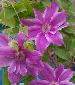 Clematis 'Scartho Gem'