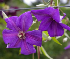 Clematis 'Semu'