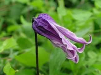 Clematis 'Shikon'
