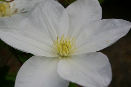 Clematis 'Shirayukihime'