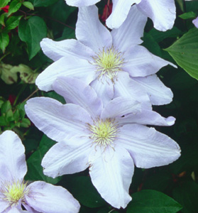 Clematis 'Silver Moon'