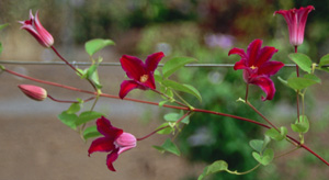 Clematis 'Sir Trevor Lawrence'