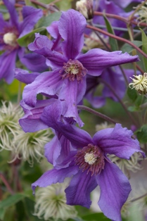 Clematis 'Sizaia Ptitsa'