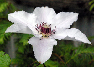 Clematis 'Snow Queen'