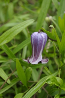 Clematis socialis