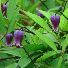 Clematis 'Sophie'