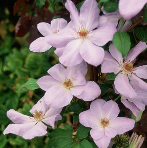 Clematis 'Special Occasion'