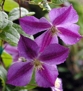 Clematis 'Star of India'