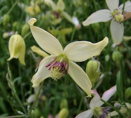 Clematis 'Sundance'