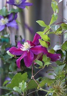 Clematis 'Sunset'