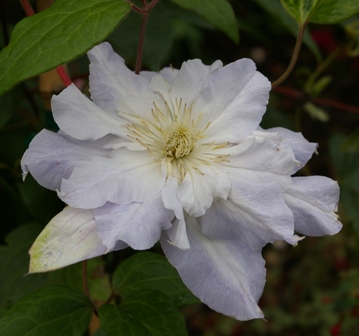 Clematis 'Sylvia Denny'