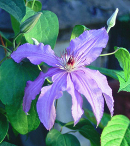 Clematis 'Sympatia'