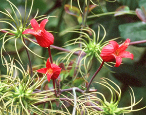 Clematis texensis (Tarpley River Form)