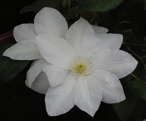 Clematis 'The Bride'