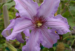 Clematis 'The First Lady'