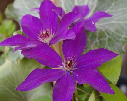 Clematis 'The President'