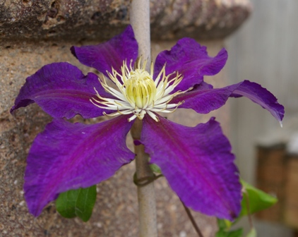 Clematis 'The Vagabond'