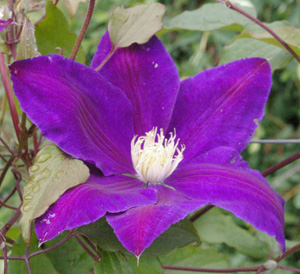 Clematis 'The Velvet'