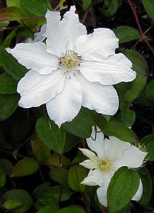 Clematis 'Toki'