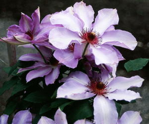 Clematis 'Tomoshibi'