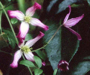 Clematis triternata 'Rubromarginata'