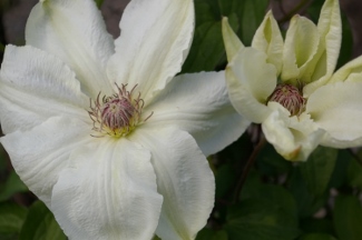 Clematis 'Tsuzuki'