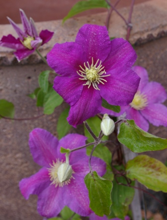 Clematis 'Twilight'