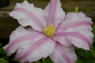 Clematis 'VancouverTM Morning Mist'