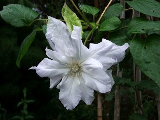 Clematis 'Veronica's Choice'