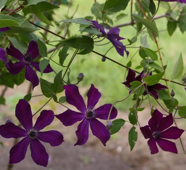 Clematis VICTOR HUGO