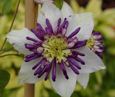 Clematis VIENNETA