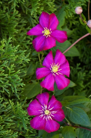 Clematis 'Ville de Lyon'