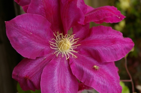 Clematis VINO