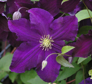 Clematis 'Viola'