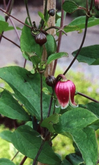 Clematis viorna