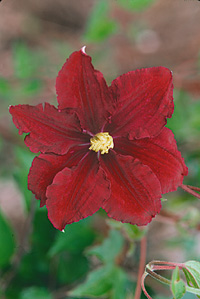 Clematis 'Warszawska Nike'