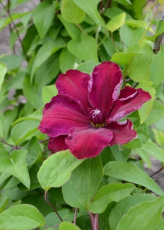 Clematis 'Westerplatte'