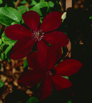 Clematis 'Westerplatte'