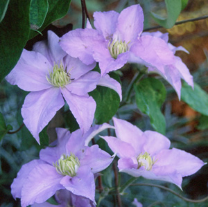 Clematis 'Will Goodwin'