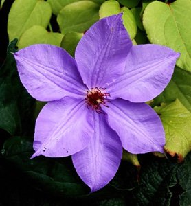 Clematis 'William Kennett'