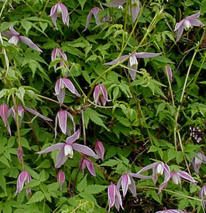 Clematis 'Willy'